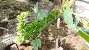УРОЖАЙНОСТЬ АВТОГРАФА КАЛУГИНА!!!🍇🍇🍇 Telegram, WhatsApp, Vlber и MAX +79528500417.