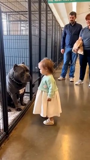 Little Girl Adopts Giant American Bully 🐶💛 Heartwarming First Meeting