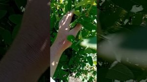 Жимолость наш непонятный сорт. 26г
