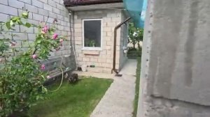 Жизнь вне орхидей. устраняем с МАСЕЙ последствия УРАГАНА