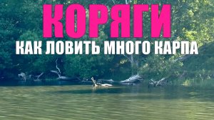 Рыбалка на карпа. Как ловить много карпа корягах. Карпфишинг
