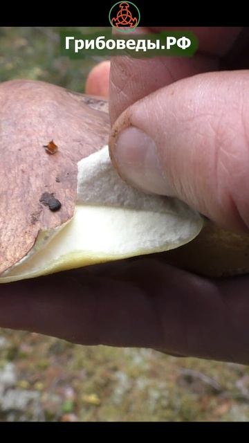 Маслёнок поздний - Suillus luteus. Кожицу можно не снимать смотреть онлайн
