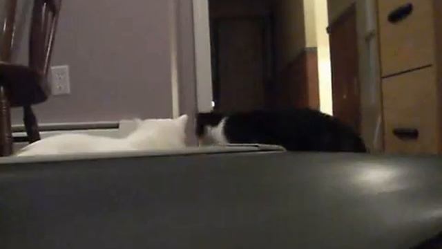 Коты против беговой дорожки )