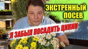 Циния в июне — сеем быстро и без драм