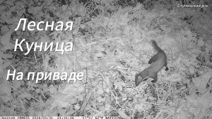 Лесная куница на приваде