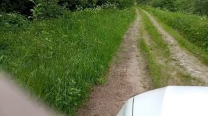 Роеловство, старая дорога, поймал рой в ловушку, рыба в тазике...🤣🤣🤣