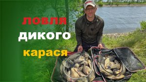 ловля дикого карася