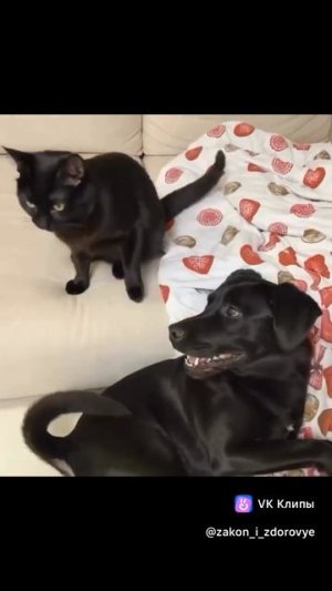 Новая версия котопса)