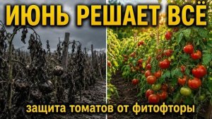 Почему июнь решает всё последний шанс защитить томаты от фитофторы