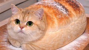 Смешные моменты с кошками🐱