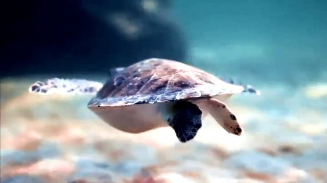 Морская черепаха более 2 метров смотреть онлайн