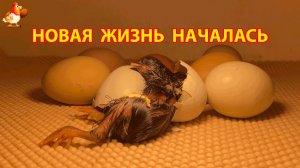 Мокрый цыплёнок 2 спит в инкубаторе после тяжёлого вылупления