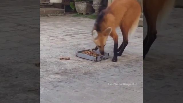 118771834_158189872596500_2640866138047442694_n (1).mp4 смотреть онлайн