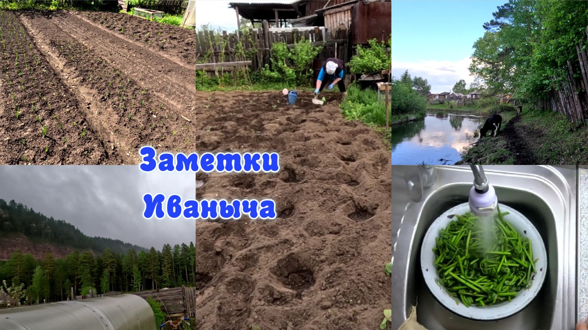 Успеваем сажать, полоть....а тучи нас гоняют. смотреть онлайн