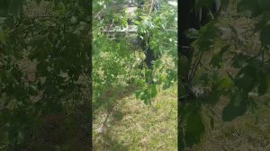 Виталик попал!!! Куры соседа будут в шоке!