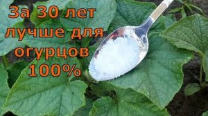 Подкормка огурцов, томатов и перцев в июне: 1 ложка под корень — мощный рост и урожай