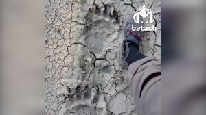 Туристы встретили медведя во время велопрогулки в Башкирии
