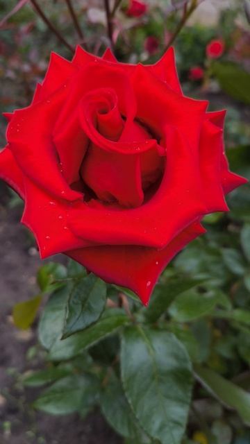 Роскошная Алая Роза 🌹цветет в парке на клумбе Лето Июнь