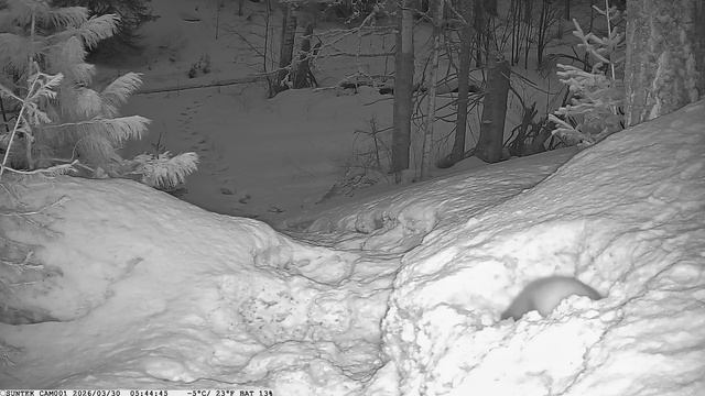 Видео от Красноярская тайга. Фотоловушки