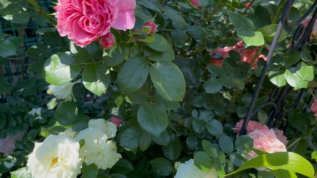 Сорта роз для жаркого климата💐южного сада💐 смотреть онлайн