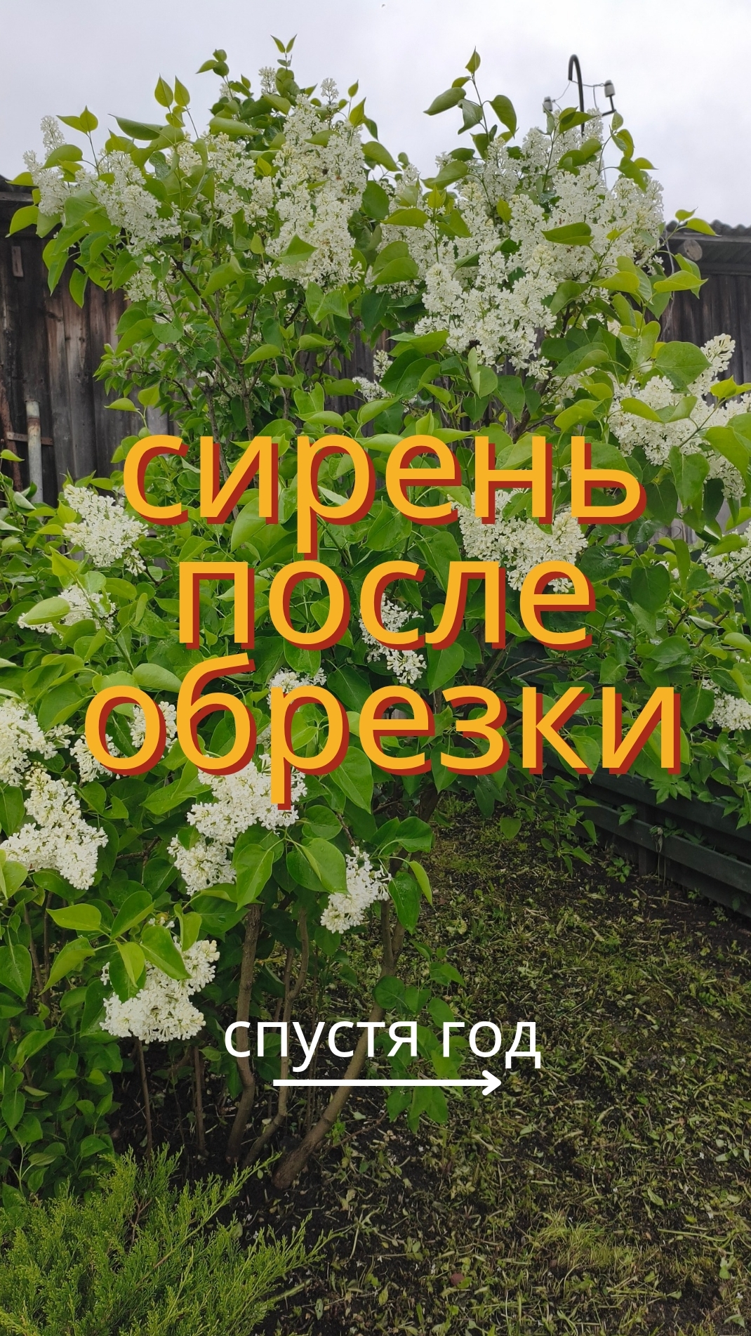 Омолаживающая обрезка сирени год спустя