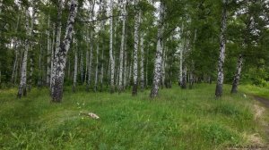 По лесным дорогам