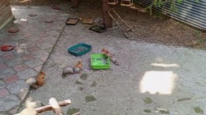 воскресенье с белками и бельчатами