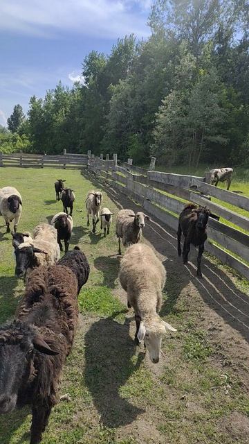 Приказ баранам смотреть онлайн