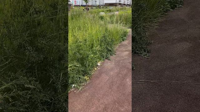 МАРИУПОЛЬ, НЕВСКИЙ ХОРОШЕЕТ С КАЖДЫМ ДНЕМ смотреть онлайн