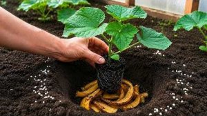 Подкормка рассады огурцов для мощного роста: старая хитрость (калий, зола, банановая кожура)