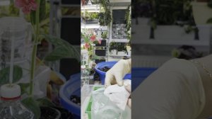 КОЛЕРИИ 🌸 Новинки +посадка +излишки🌿🌿🌿