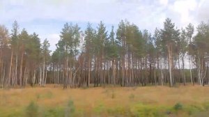 Милые берёзки под Челябинском