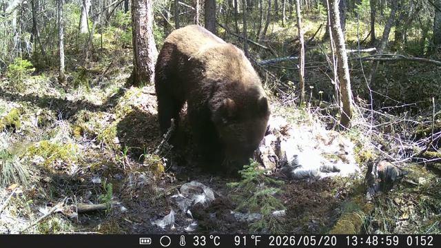 Видео от Красноярская тайга. Фотоловушки