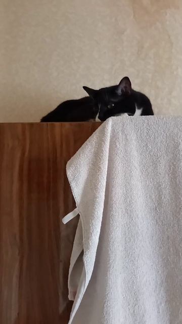 КОТЯРА НА ЧИЛЕ