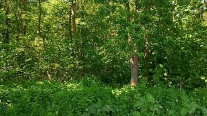 Волшебные звуки природы. П. Новополье
