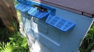 обработка пчел от клеща Варроа пихтовым маслом в июне , 7.06.2026