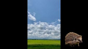 молиться про ёжика Раиса