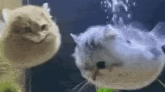 Смешные моменты с кошками и собаками🐱🐶 смотреть онлайн