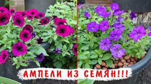 1 июня обзор ампельных петуний из семян  Тайдал Вейв, Шок Вейв, Опера, Пендолино