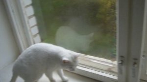 кот наука 2 2009