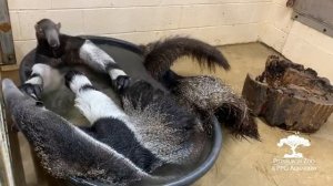 Giant Anteaters Take a Bath [get.gt]