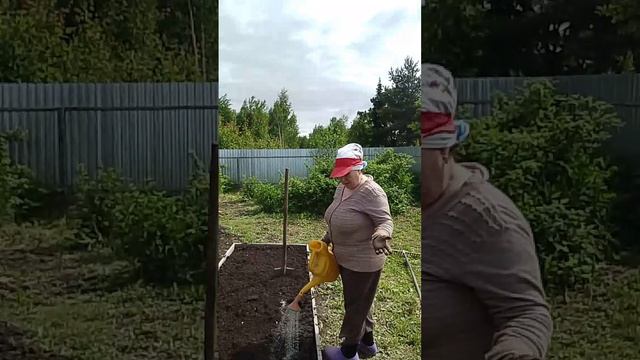 Садим капусту Слава,поздний сорт смотреть онлайн