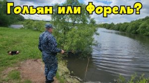 ⚡️Полведра хитрого Гольяна взяли на СЕКРЕТНОМ ПРУДУ! Живец похож на ФОРЕЛЬ! Первая рыбалка Лето 2026