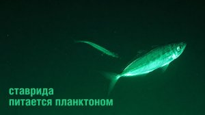 Ставрида питается планктоном
