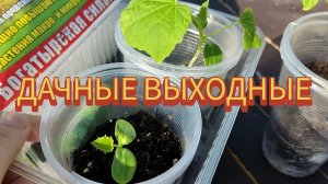 Дачные выходные / Высаживаю перцы и огурцы в открытый грунт