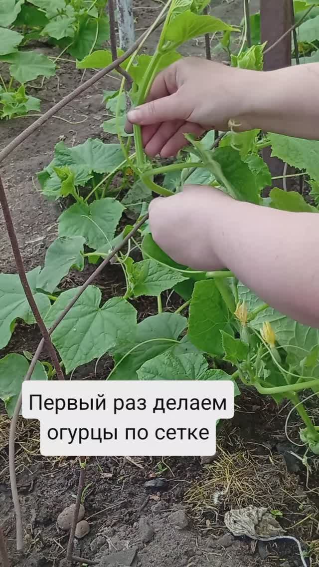 ПОДВЯЗЫВАЕМ ОГУРЦЫ В ТЕПЛИЦЕ/ВЫРАЩИВАНИЕ ОГУРЦОВ ПО СЕТКЕ/ОГОРОДНЫЕ ДЕЛА   #огород #shorts