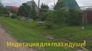 Медитация в питомнике! Купила розы.🌹🌹🌹