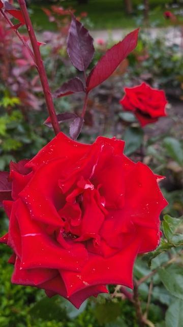 Стою одиноко и вас созерцаю, В печальной истоме, забыв обо всём 🌹