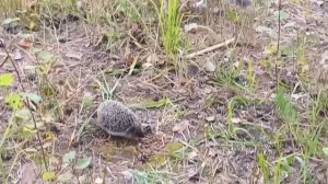 Ежик и котик...