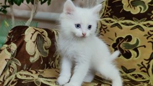 Наши забавные котята и их кошка-мать. Котенок Микки.